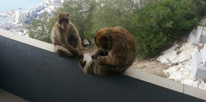 PREGOVORI S MAKAKI MAJMUNIMA NA GIBRALTARU