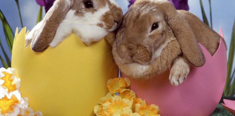 USKRSNA ČESTITKA VESNE KUSIN