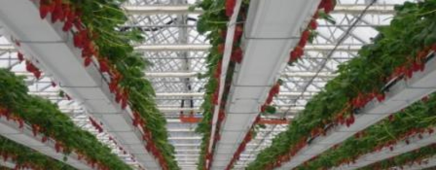 POČETAK BERBE JAGODA HIDROPONSKOG UZGOJA