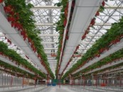 POČETAK BERBE JAGODA HIDROPONSKOG UZGOJA