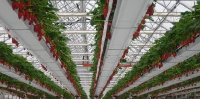 POČETAK BERBE JAGODA HIDROPONSKOG UZGOJA