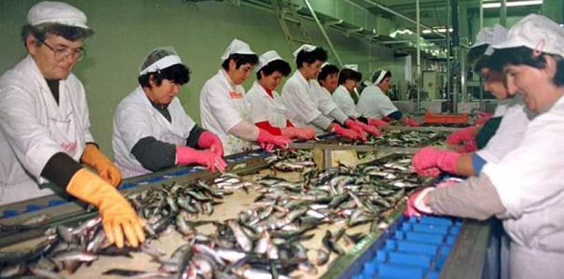 SHZ: STEČAJ U ADRIJI ZADAR JE NASTAVAK KRIMINALA I PRIVATIZACIJE