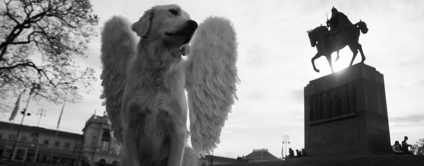 PSI ANĐELI ROBERTA ORLIĆA