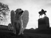 PSI ANĐELI ROBERTA ORLIĆA