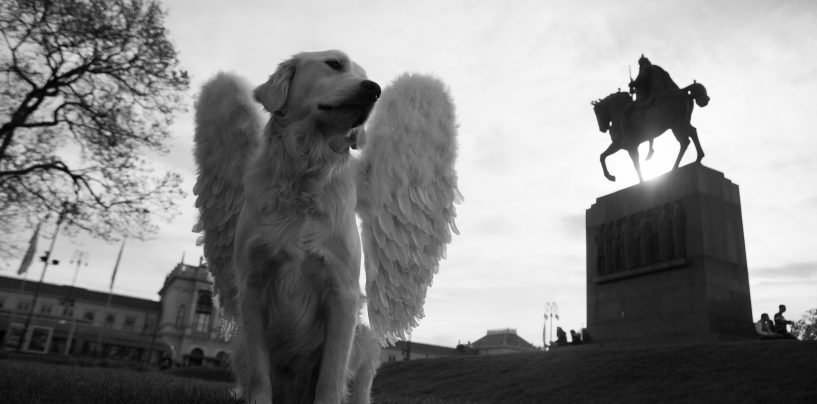 PSI ANĐELI ROBERTA ORLIĆA