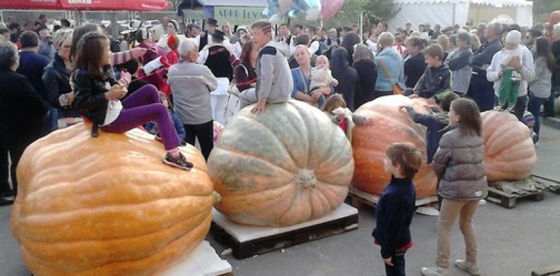 FESTIVAL RAKIJA, PEKMEZA I MEĐUNARODNA IZLOŽBA BUNDEVA I TIKAVA U TOVARNIKU