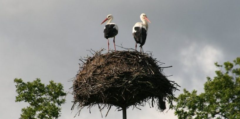 60 TISUĆA KUNA ZA 86 RODINIH GNIJEZDA