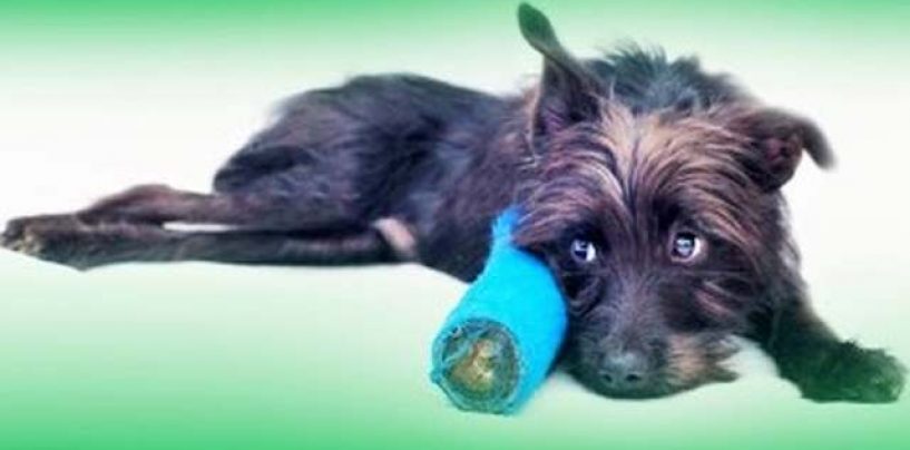 HUMANITARNA AKCIJA „MOGU BIT’ TVOJA SPONZORUŠA?“