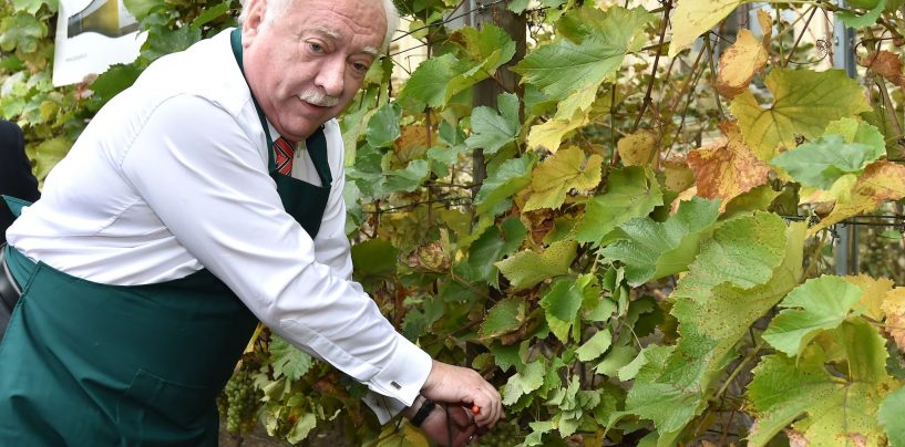 BEČKI FESTIVALI, VINOGRADI, KRASTAVCI, PATLIĐANI I FEFERONI