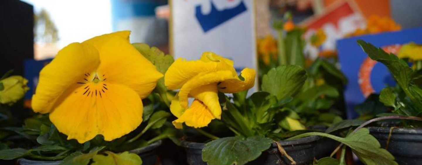 CENZURA U SISAČKOM HNS-u