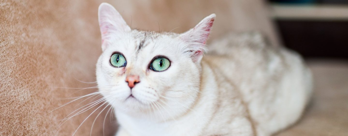 REKORDAN BROJ PASMINA NA IZLOŽBI MAČAKA U WESTGATE CITYJU