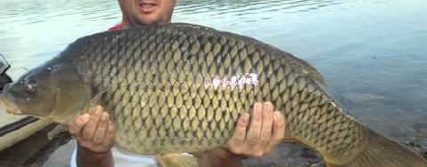 JEZERO PERUČA PORIBLJENO ŠARANIMA