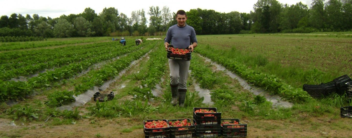 JAGODNJACI OBITELJI TUMPAK