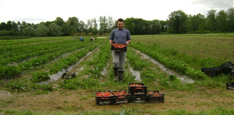 JAGODNJACI OBITELJI TUMPAK