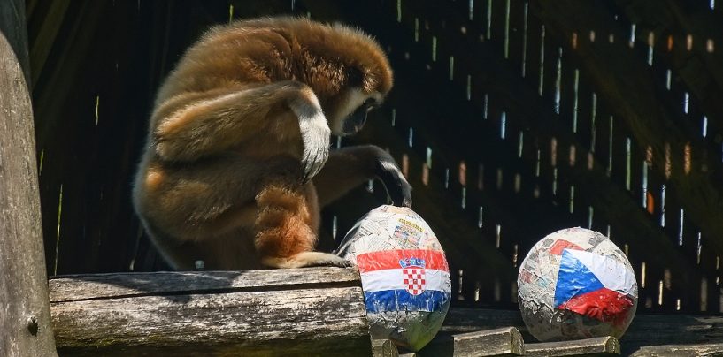 GIBON KENTI PROGNOZIRAO POBJEDU HRVATSKE