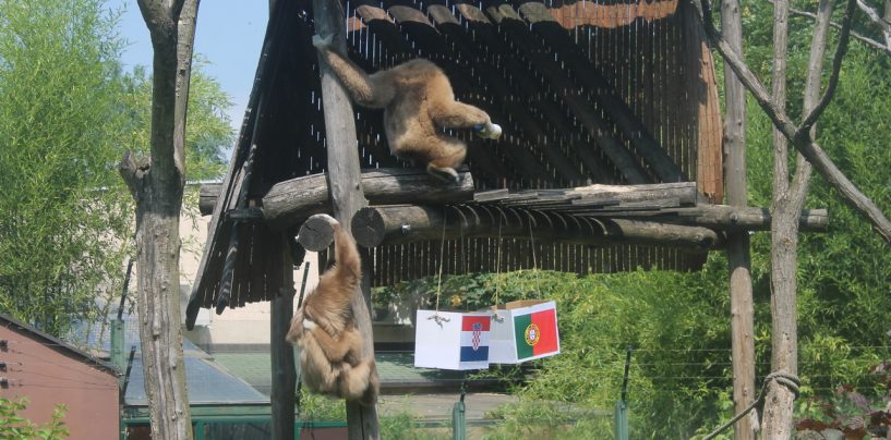 MAJMUN KENTI PROGNOZIRA POBJEDU HRVATSKE NAD PORTUGALOM
