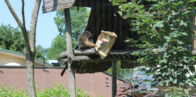 GIBON KENTI IZ MAKSIMIRA NAJAVLJUJE POBJEDU HRVATSKE