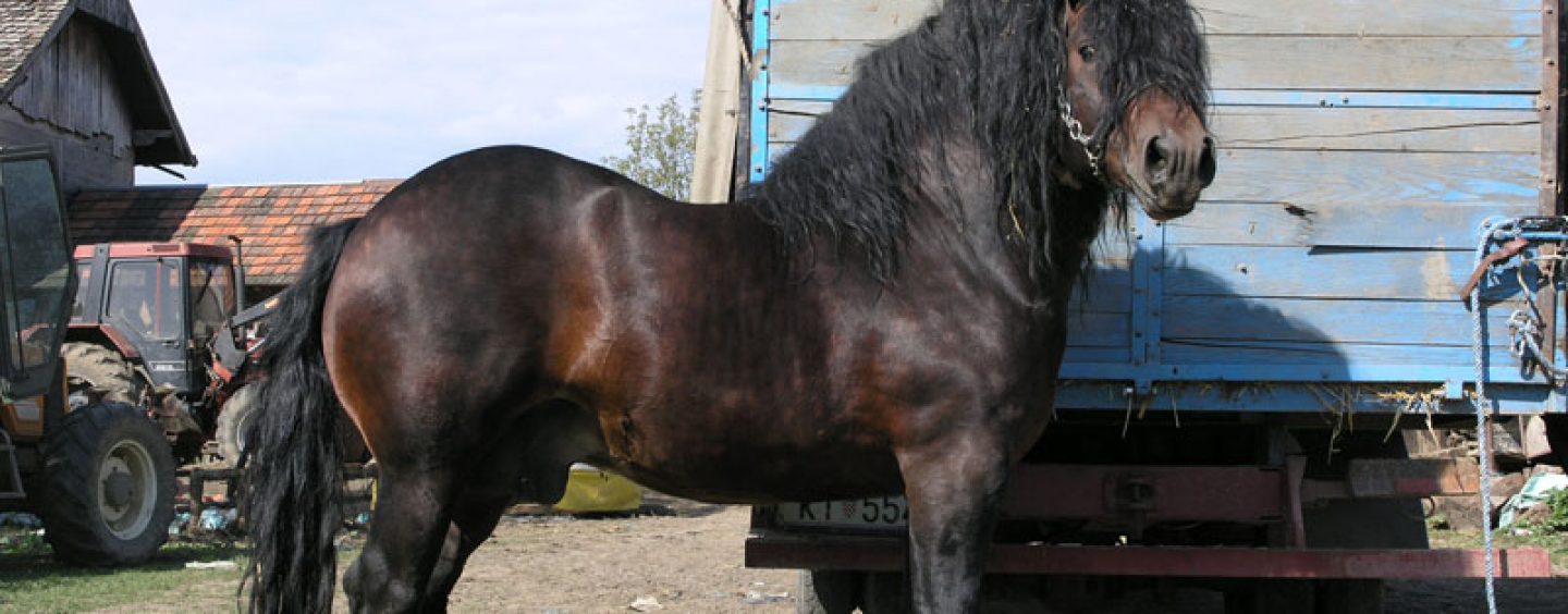 HRVATSKI POSAVAC PASMINSKI SIMBOL SISAČKE ŽUPANIJE