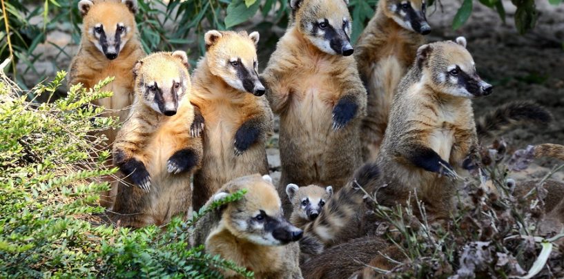 SVE ULAZNICE U ZOO VRT PO 10 KUNA