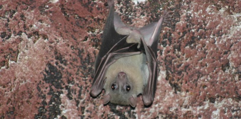 MEĐUNARODNA NOĆ ŠIŠMIŠA