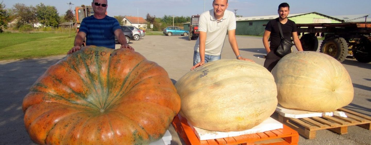 RAKIJADA, GRAHIJADA I TIKVIJADA U TOVARNIKU