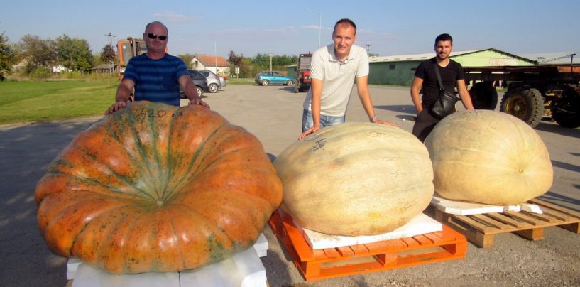 RAKIJADA, GRAHIJADA I TIKVIJADA U TOVARNIKU