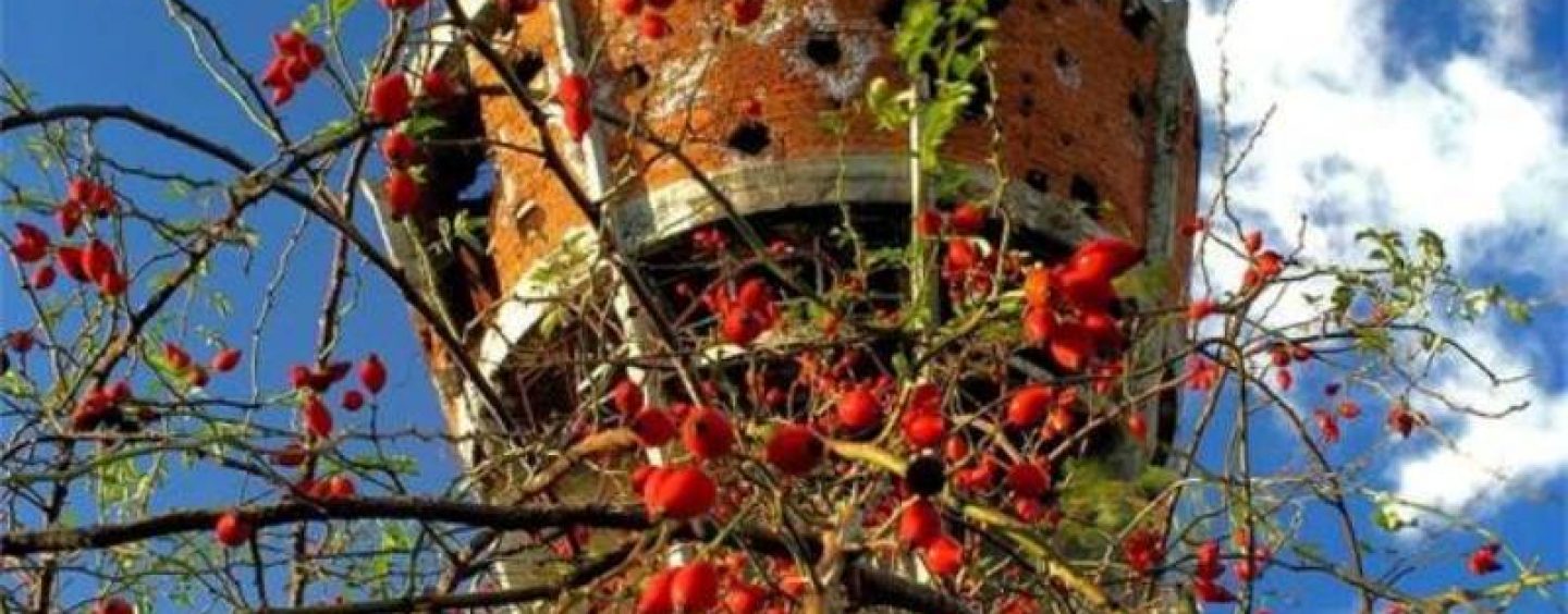 PRAVAŠI ZAJEDNO IDU U VUKOVAR