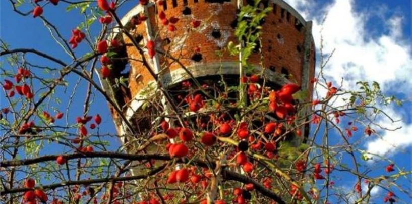 PRAVAŠI ZAJEDNO IDU U VUKOVAR