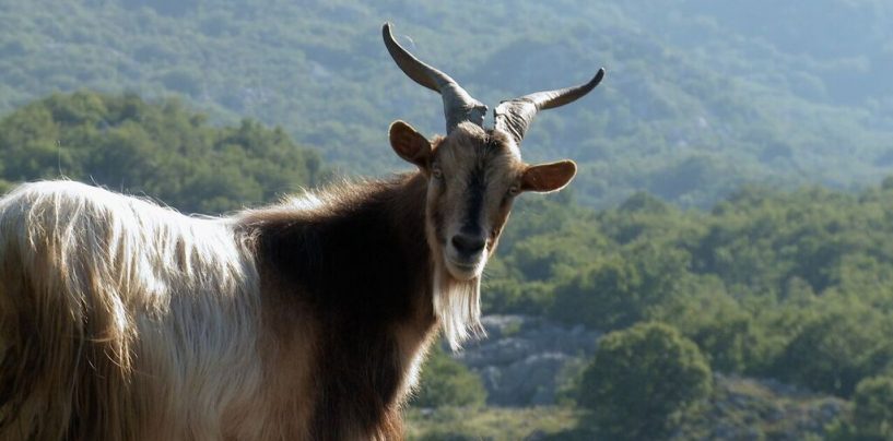 FILMOVI VLADIMIRA PEROVIĆA U DOKUKINU KIC
