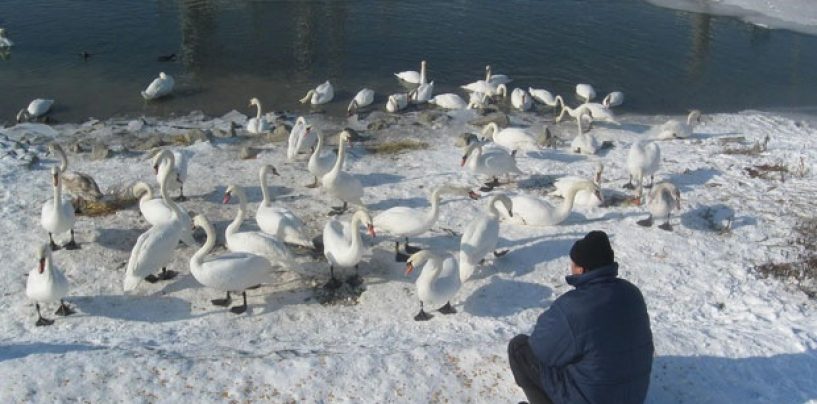 APATIN ZONA ZARAŽENA PTIČJOM GRIPOM
