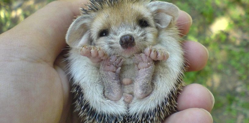 PAZITE NA MLADE JEŽEVE NA CESTI