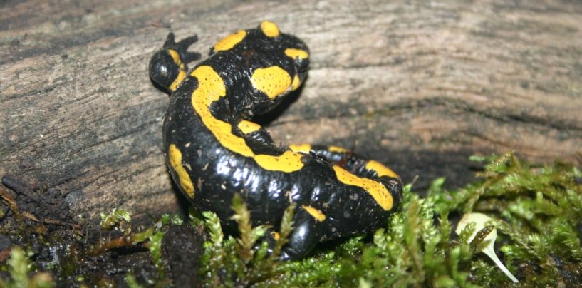 ŽABLJI DAN U ZOOLOŠKOM VRTU