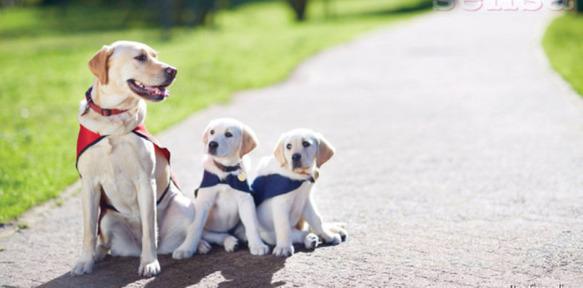 BM 365 RIS: DONATORSKA VEČER ZA NABAVU PASA VODIČA