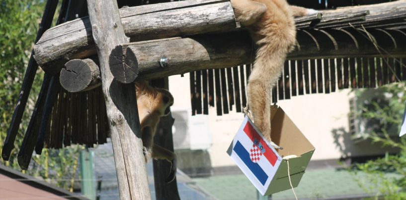 TRI GIBONIJA PROGNOZIRALI POBJEDU PROTIV ISLANDA