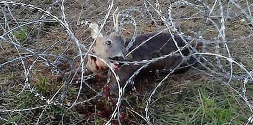 MIGRANATA VIŠE NEMA, SLOVENCIMA TREBA DATI ROK DA JE SAMI UKLONE, A ONDA POZVATI DRAGOVOLJCE