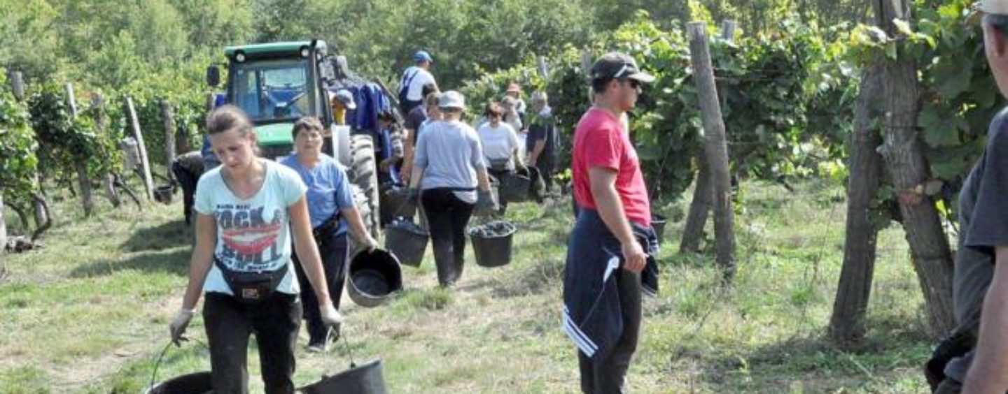 BERBA GROŽĐA U FERIČANCIMA