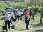 BERBA GROŽĐA U FERIČANCIMA