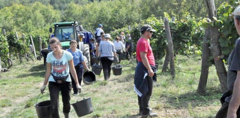 BERBA GROŽĐA U FERIČANCIMA