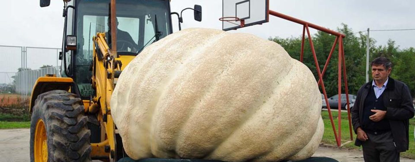 12. TOVARNIČKI JESENSKI FESTIVAL