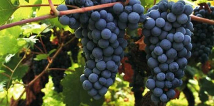 ZAKAŠNJELA BERBA DJEDA NIKOLE IZ BATINOVE KOSE