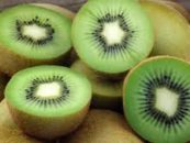 KIVI IZ JANJE PORED BIJELJINE