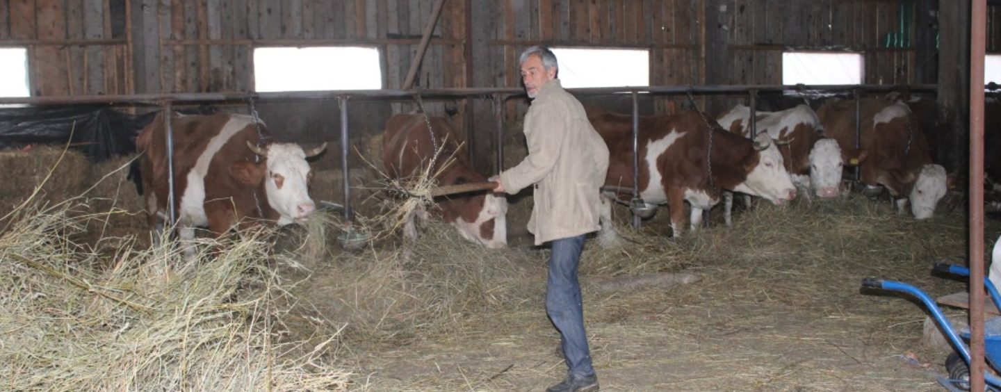 U SREBRENICI PROIZVEDU 600 TISUĆA LITARA MLIJEKA