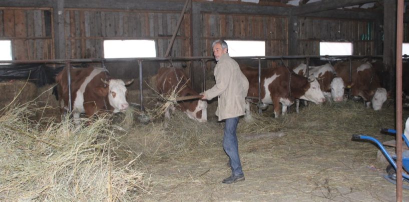 U SREBRENICI PROIZVEDU 600 TISUĆA LITARA MLIJEKA