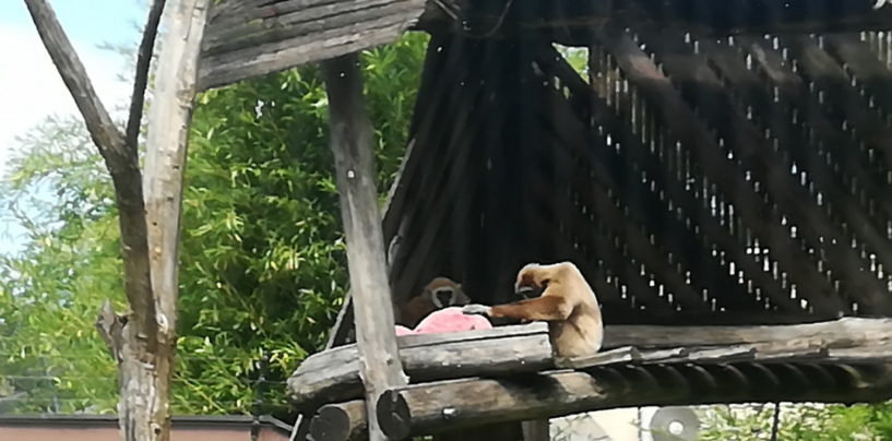 DO SADA GIBONI IZ MAKSIMIRA SU KRIVO PROGNOZIRALI SAMO POBJEDU PROTIV PORTUGALA U FRANCUSKOJ