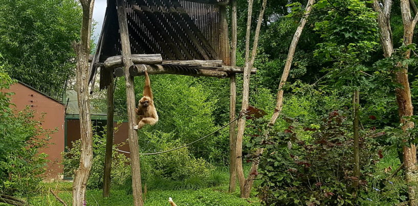 MAKSIMIRSKI MAJMUNI, IPAK, NAJAVILI NOVU POBJEDU HRVATSKE