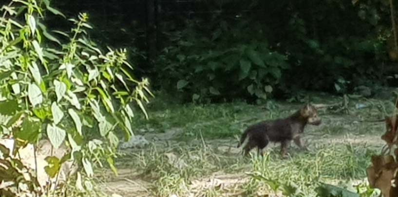 TRI MLADA VUČIĆA U MAKSIMIRU