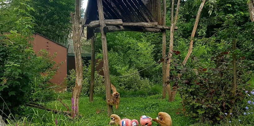 KENT IZ MAKSIMIRA HRVATSKOJ PREDVIĐA SREBRO