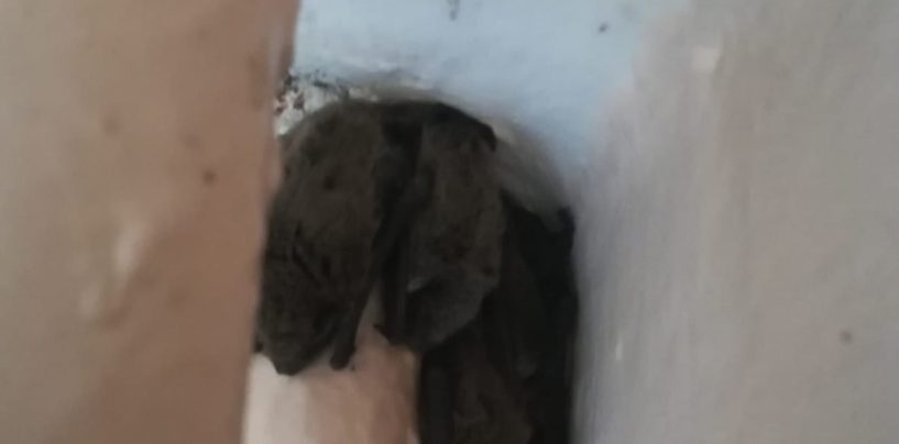 SPAŠENI ŠIŠMIŠI U TRAUMI