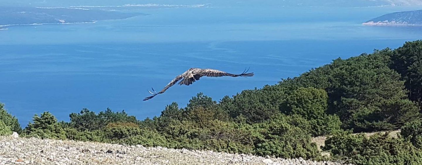 SEDAM BJELOGLAVIH SUPOVA PUŠTENO U PRIRODU