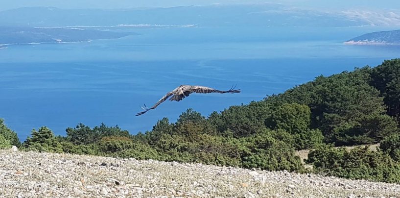 SEDAM BJELOGLAVIH SUPOVA PUŠTENO U PRIRODU